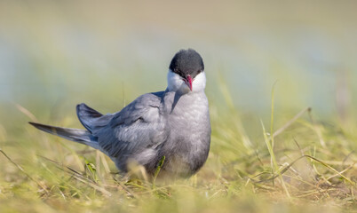 Whiskered tern - adult bird at a wetland in spring