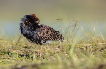 Ruff - male bird at a wetland on the mating season in spring