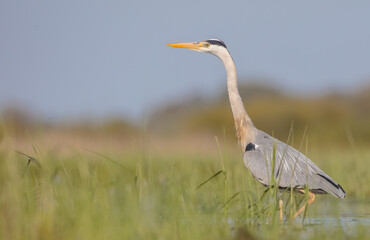 The grey heron - in spring at a wetland
