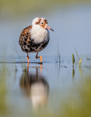 Ruff - male bird at a wetland on the mating season in spring