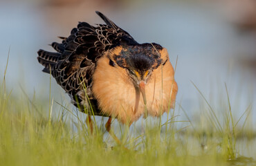 Ruff - male bird at a wetland on the mating season in spring