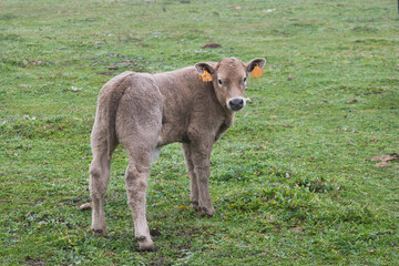 animal, breeding, cattle, farm, agriculture, meadow, grass, spai