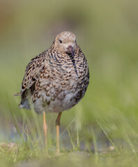 Ruff - male bird at a wetland on the mating season in spring
