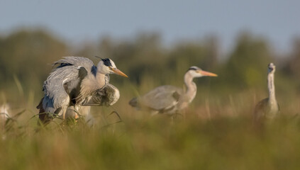 The grey heron - in spring at a wetland
