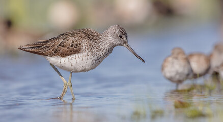 Common Greenshank feeding at a wetland in spring on a migration way