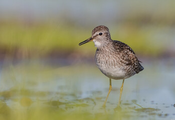 Wood Sandpiper  - in spring on the migration way at wetland