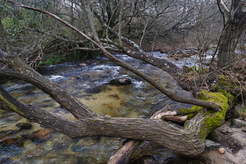 river, stream, rushing, water, nature, plants, trees, stones, cl