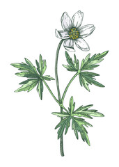 Fototapeta na wymiar Wood anemone sketch in color. Buttercup floral drawing. Hand drawn vector illustration. Spring woodland flower, wildflowers flower sketch in engraved style.