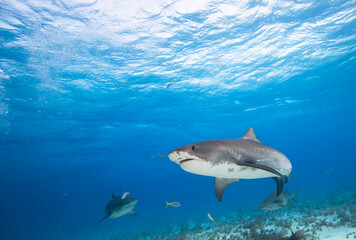 Group of Tiger and Lemon sharks, Caribbean sea, Bahamas.
