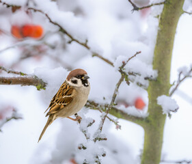 Sparrow sitting on a snow covered apple tree