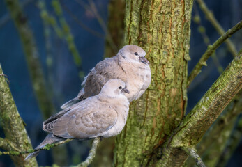 Dove couple sitting on a tree