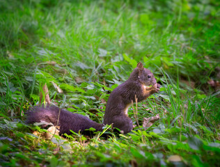 Squirrel eating a hazelnut