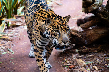 A jaguar walks through the jungle