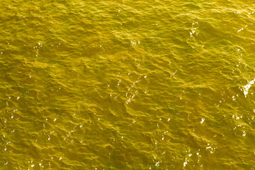 Yellow water background. Close-up. Copy space.