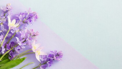 Violet spring flowers background, empty space for text