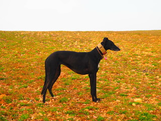 Black greyhound observing in the field