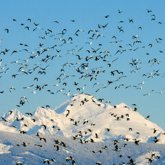 Snow geese flying in to land on a field during a winter morning with Mount Baker in the background