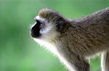 vervet monkey, zambia, kenya, africa