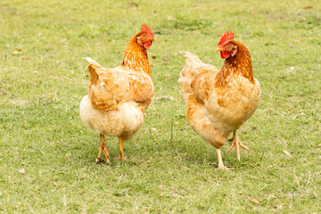 Chickens talking about green grass