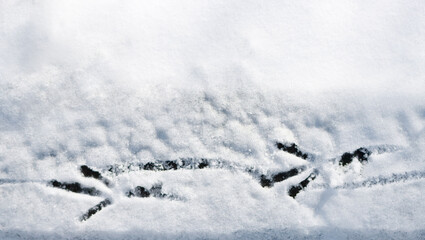 Traces of a rook or crow bird on white, fluffy snow. there is space for text