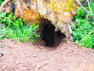 Rabbit burrow in the field amidst the grass, dug.