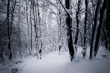 snow covered woods in winter, mysterious landscape