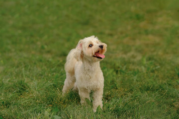Maltese dog lies on the grass in the park