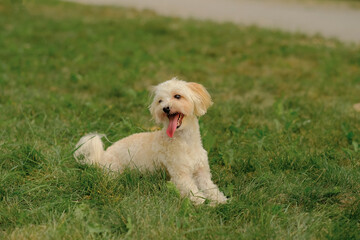 Maltese dog lies on the grass in the park