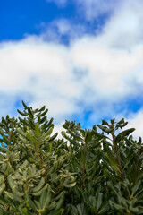 Green leaf and clouds