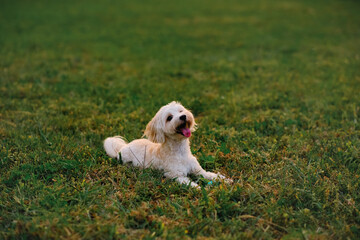 Maltese dog lies on the grass in the park