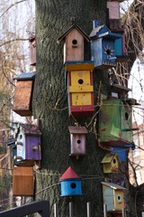Close-up of a tree trunk with colorful nesting boxes for birds in the city
