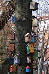 Fototapeta na wymiar Close-up of a tree trunk with colorful nesting boxes for birds in the city