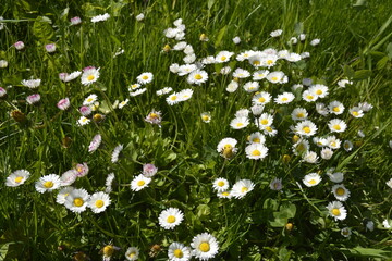 Lawn daisy, Bellis perennis © wiha3