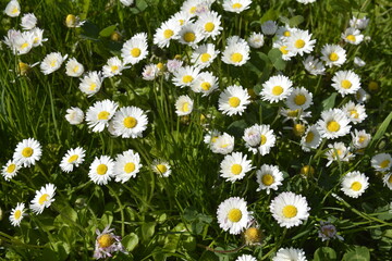 Lawn daisy, Bellis perennis © wiha3