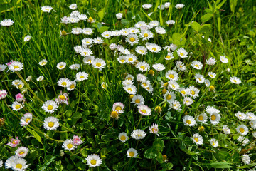 Lawn daisy, Bellis perennis © wiha3