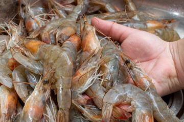 A lot of shrimp in hand, sea shrimp fishing