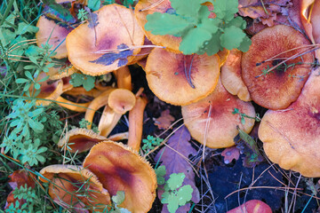 mushrooms on the stump. many mushrooms in the forest. tricholoma. Forest mushrooms (Coprinellus...