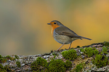 common robin in autumn colors