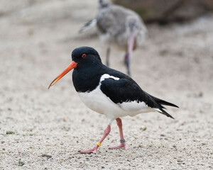 Eurasian Oystercatcher (Haematopus ostralegus) also known as the Common Pied Oystercatcher, or Palaearctic Oystercatcher, Wading in shallow Water of Wetand in the Netherlands. Wildlife Scene of  Natur