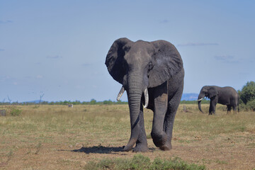 Obraz premium Afrikanischer Elefant / African elephant / Loxodonta africana