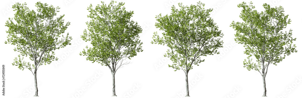 Poster isolated trees cutout collections transparent backgrounds 3d render png file