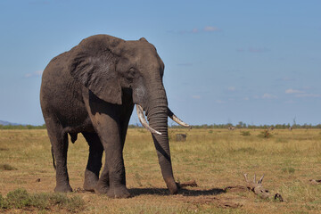 Fototapeta premium Afrikanischer Elefant / African elephant / Loxodonta africana