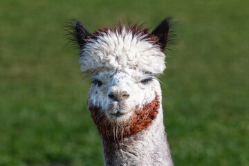 Quirky Alpaca with Unique Hairstyle on Green Pasture
