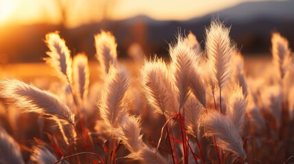 Beautiful sunset over a meadow with fluffy white pampas grass