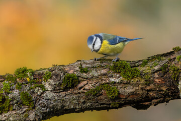yellow background blue tit on a branch