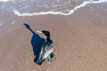 cormorant close-up on the beach