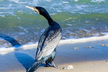 cormorant close-up on the beach - 724117272