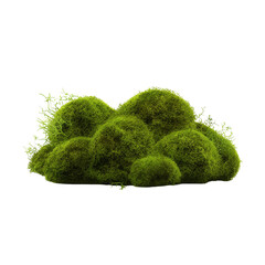 Green moss with grass clip art