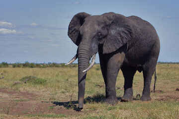 Obraz premium Afrikanischer Elefant / African elephant / Loxodonta africana