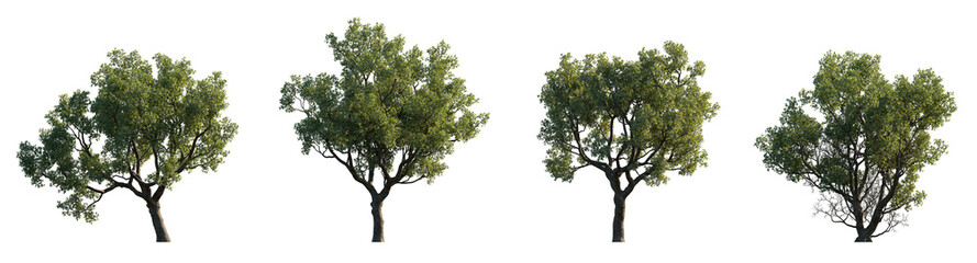 Quercus faginea Portuguese oak frontal set trees  street summer trees medium isolated png on a...